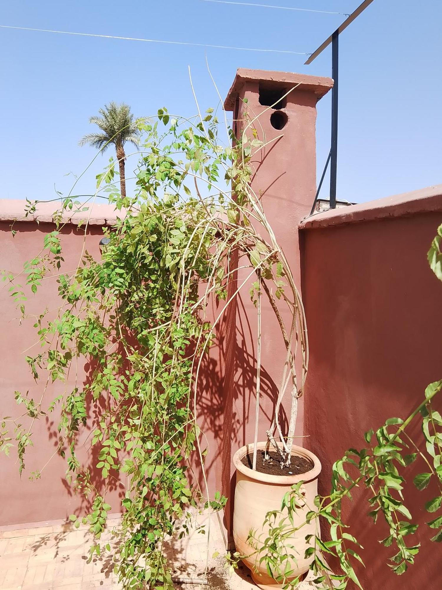 Riad Paquerette Marrakesz Zewnętrze zdjęcie
